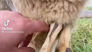 very Cute kangaroo baby