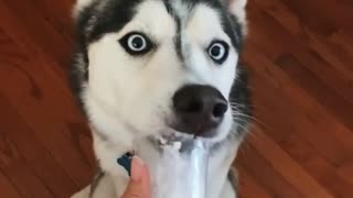 Husky Makes The Funniest Face While Enjoying A Puppuccino