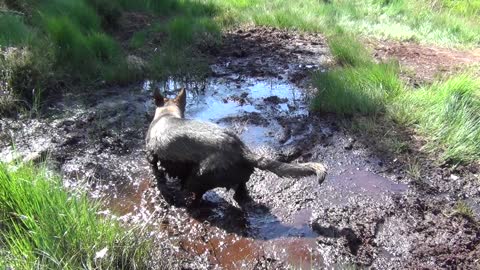 German Shepherd takes ridiculous mud bath