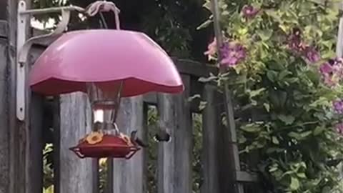 Hummingbirds being territorial..