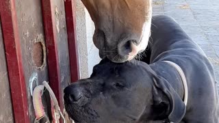 Horse Cleans Canine Companion