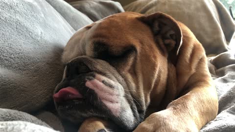 Binaural beats ain’t got nothin on me! Relax to some ambient snores by me, CuriousGeorge the Bulldog