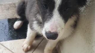 Border Collie Puppy All Wet