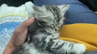 Sleepy cat loves getting ear scratches