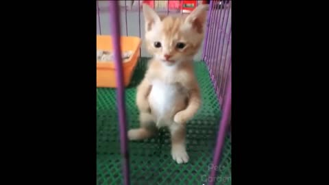 Cute cats and funny dogs video