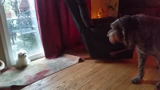 Determined Puppy Tries To Wake Up Senior Dog For Playtime