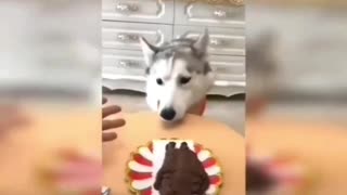 Funny compilation off dog reactions