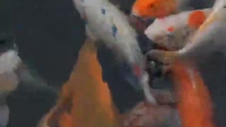 Beautiful fishes video