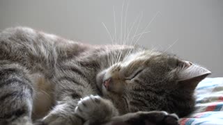 Cute cat sleeping - cat