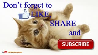 Animal funny short videos| Funny Videos | entertainment