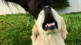 Pony Helps Clean Dog's Head