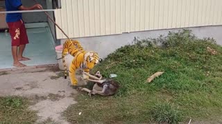 Fake Tiger scare prank on dogs compilation