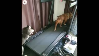 Funny Dogs doing exercise