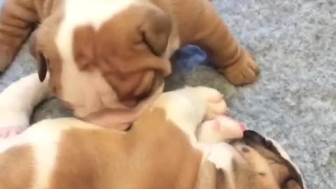 Bulldog puppy humorously attempts to wake up sister