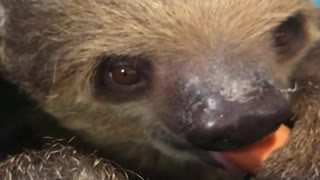 Sloth Enjoying A Snack