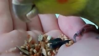 Parrot nymph corrella