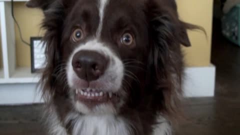 Goofy Dog Flashes Hilarious Smile For Camera