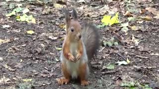 Cute squirrel!