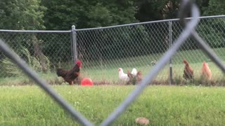 Rooster Performs Balancing Act on Ball for Feathery Friends