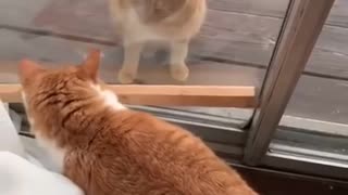 Cat makes a new friend the first day in his new house!
