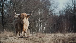 Cows Scotland