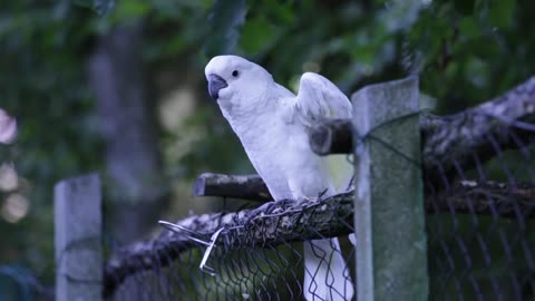 white parrot is training to start a new day