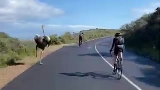 Ostrich chases cyclists africa