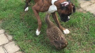 Dog and Duck Play Together Delightfully