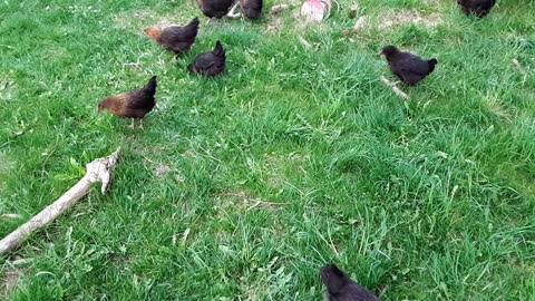 Hens first time on pasture