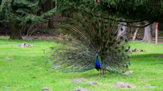 Male Peacock Dance