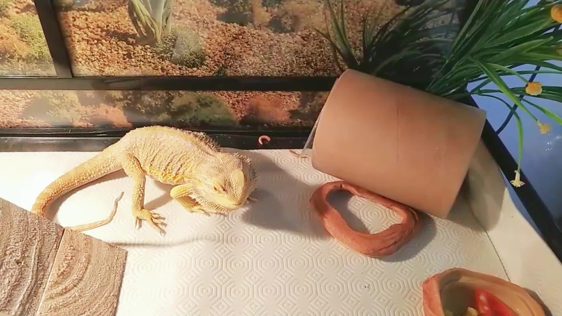 Bearded Dragon Hunting Superworms