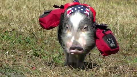 Stylish mini pig goes for backpacking adventure