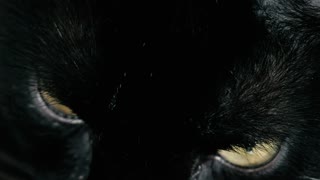 Ominous black cat with yellow eyes