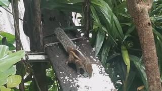 Squirrel eating rice