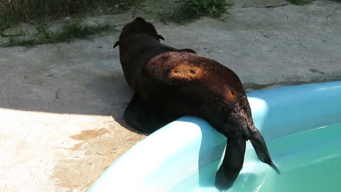 Rescued Fur Seal chillin' with the tip of its flippers in the pool