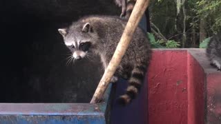 Dude Saves Raccoon Family in Dumpster