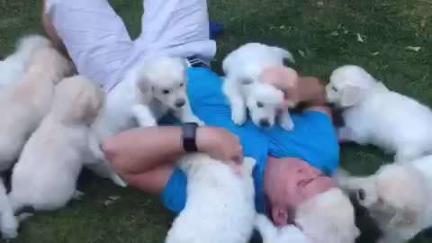 Man attacked by 10 Golden Retriever puppies