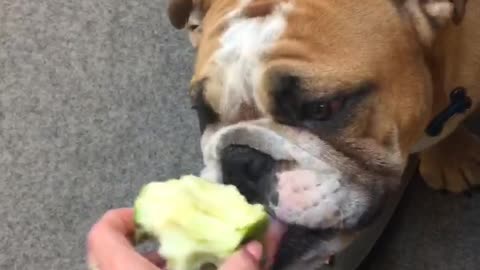 English bulldog puppy loves apples
