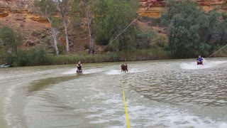 Water-skiing labrador shows off some impressive skills