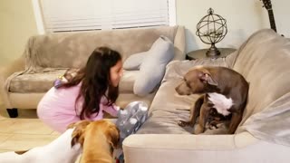 Rescue dog opens her first Christmas gift