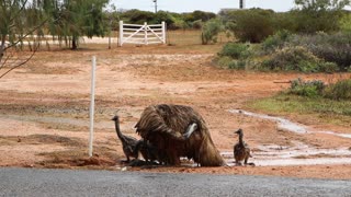 Emu taking a bath with chicks, Western Australia