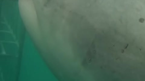 GREAT SHARK WHITE ,TUBARÃO BRANCO MONSTER