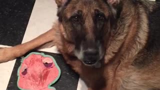 Doggy adorably sings along to owner's song