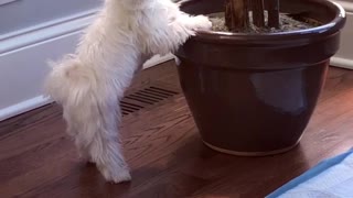 Guilty dog literally gets caught red-handed