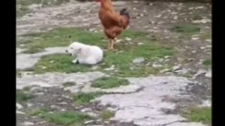 Dog Trying To Crow Like Rooster