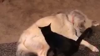 Cat gives doggy best friend relaxing massage
