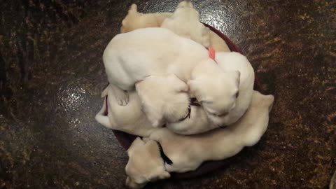 Puppy pile up is a fluffy pillow of cuteness!