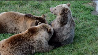 The mother bear breastfeeds her young