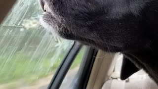 Dog Grabs Smells During Car Ride