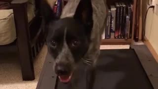 Heath conscious pup uses treadmill to stay in shape